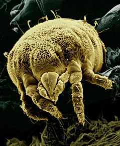 The microscopic mite Lorryia formosa (Tydeidae)